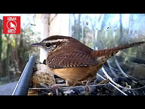 Relaxing Bird Videos- Live Bird Feeder Cam - Bird TV - Urban Birds, 20220104