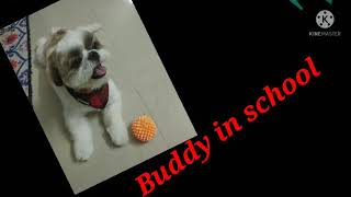 pet shihtzu training#how to train pet #what skills a shihtzu can do#buddy knows numbers 1 2 3 4