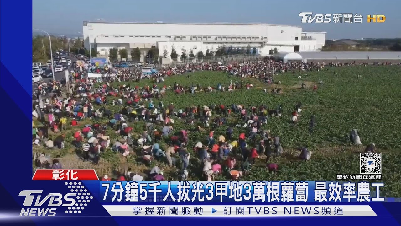 7分鐘5千人拔光3甲地3萬根蘿蔔!最效率農工