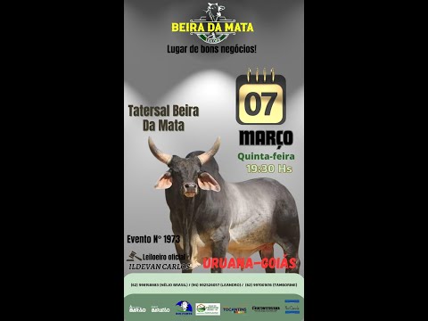 Beira da Mata Leilões - Uruana GO - Leilão de Gado de Corte em Goiás @canal.boiadeiro #live #gado