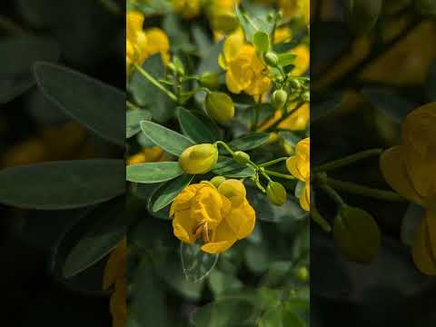 あなたの庭に彩りを添える最も美しい多年草の黄色い花  庭園