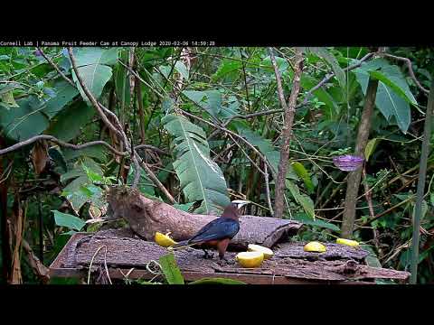 Chestnut-headed Oropendola Claims The Feeder From Some Dusky-faced Tanagers – Feb 6, 2020