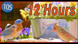 Uninterrupted CatTV 😻 12 Hr of Song Birds | Video for Cats to Watch | Serenity Now