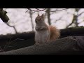 Eekhoorn gespot in Kralingse Bos!