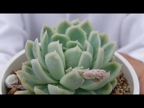 エレガントなエケベリア、エケベリア・エレガンス