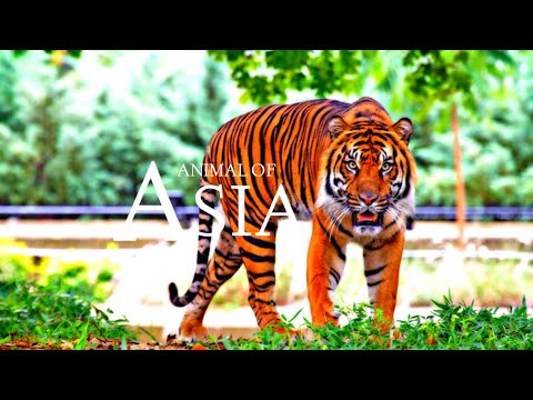animals of Asia 4k s science wildlife  Film Science with Calming  Music  #animals #asia