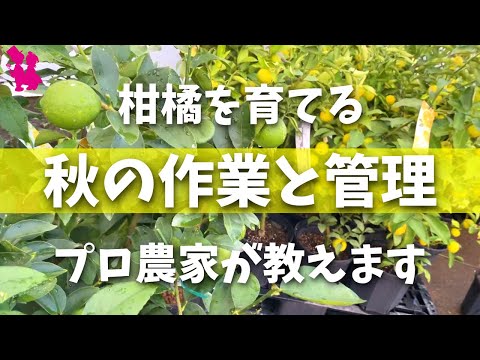 凍ったレモンの木を保存するにはどうすればよいですか？春に生い茂る木を守るための 4 つのステップ  庭園