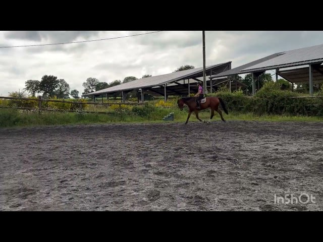 Cheval de sport avec moyens