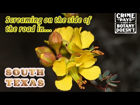 *Erythrostemon phyllanthoides* for Permaculture Design