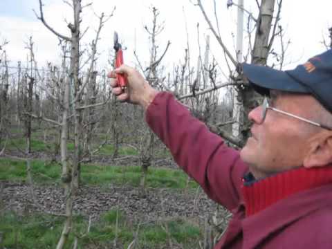 LEZIONE # 20 BIS POTATURA PERE - COME SALVARE LA PIANTA DEL PERO ?