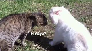 Кот матершинник Говорящие коты Приколы с котами Смешные животные