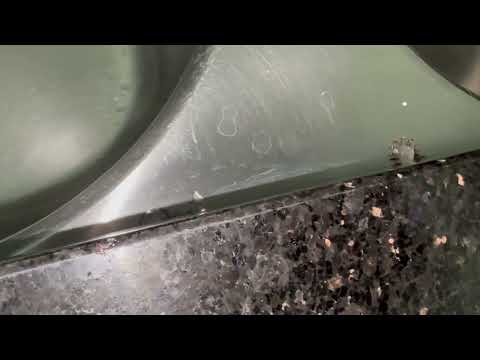 Ants Covering the Kitchen Counters in Kendall Park, NJ