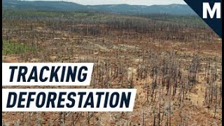 Global Tree Loss Can&#39;t Hide From These Cloud-Piercing Radar Satellites | Mashable