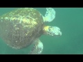 Sea turtle pops its head above water