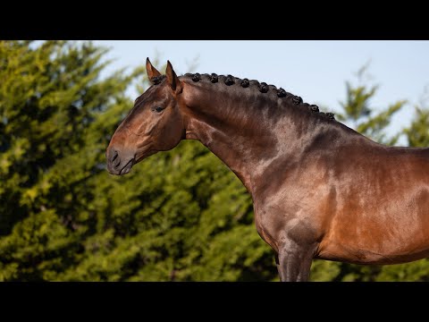 **SOLD**  Piro free Dressage Lusitano with competition experience (REF#813)