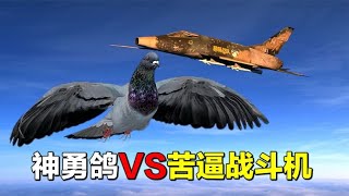 Re: [閒聊] 鋼鍊 愛德華:變成鳥那種生物多麼悲哀阿?