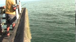 KING MACKERAL FISHING FROM SURF CITY OCEAN PIER 10/7/14