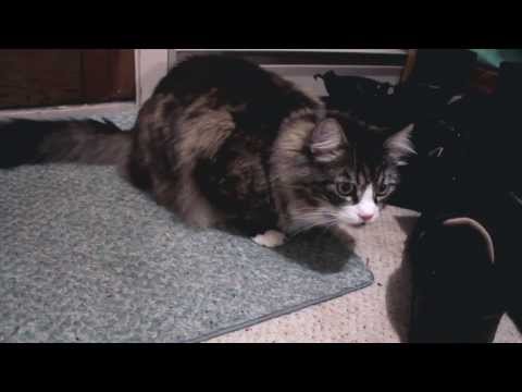 Crapshots Ep90 - The Video