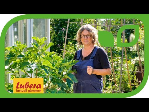 Feigenbaum Gustis® Ficcolino: Alles rund um Twotimer® Feigen