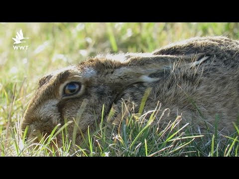WWT Welney - Hares