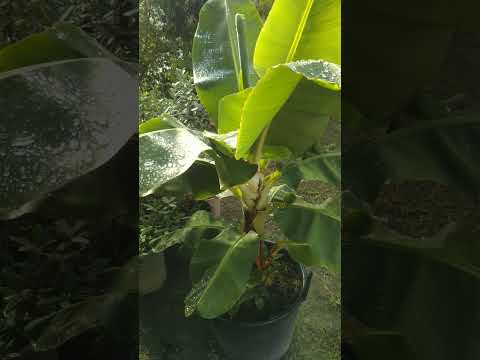 ドワーフパーム 植物