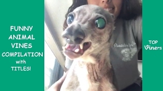 Try Not To Laugh Challenge - Funny Cat &amp; Dog Vines compilation 2017