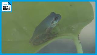 珍しい“青色のカエル”発見 通常は緑色のニホンアマガエル 畑で見つけた夫婦が寄贈 三重･鳥羽水族館で展示