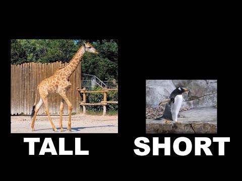 Animal Opposites Movement - Video 1