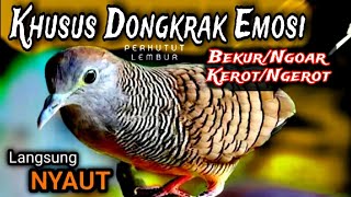 Download lagu Perkutut lokal gacor SUARA khusus Kerot Ngerot Koar bekur Untuk menaikan Birahi mental emosi mp3 Download lagu Perkutut lokal gacor SUARA khusus Kerot Ngerot Koar bekur Untuk menaikan Birahi mental emosi mp3