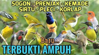Download lagu Terbukti! Audio pikat Sogon, Korlap, Prenjak, Kemade, Sirtu, Pleci Ampuh - Pembersih Burung mp3