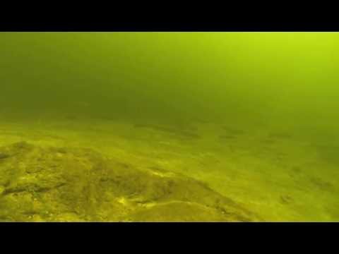 Pre-Spawning Schooling Brown Trout in Australia's Thredbo River