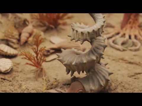 The Amazing Shapes of Ammonites