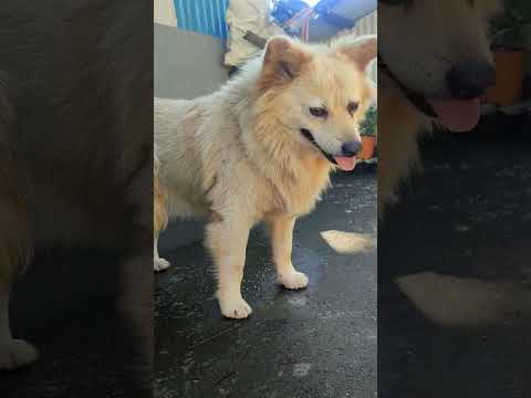 Wait for the end😂 #shorts #youtubeshorts #cute #funny #love