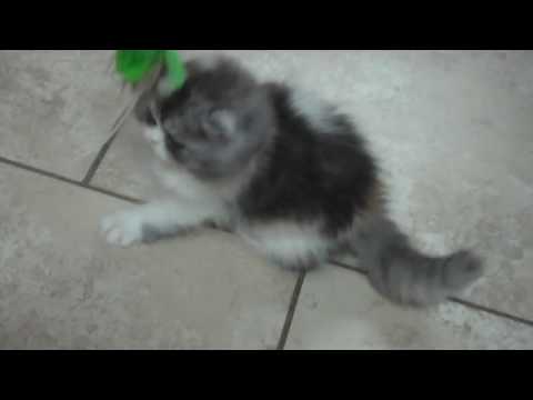 Paz4PlayCattery.com Kalisa