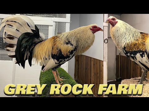 David Duran GREY ROCK FARM | Farm Visit