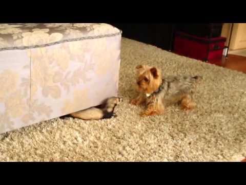 Yorkie vs. Ferret