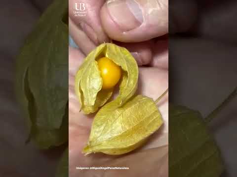 ✨ En la UdeB seguimos innovando desde la investigación