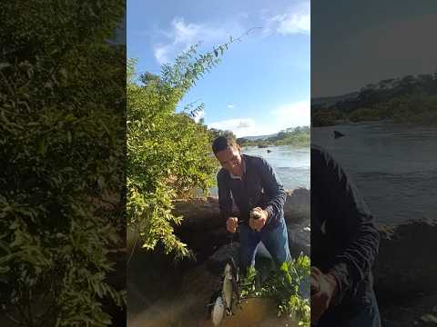 minha pescaria no rio Crixás em Goiás