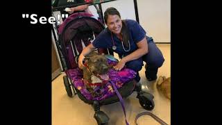 Tigger Getting his Vaccination 8/5/2019