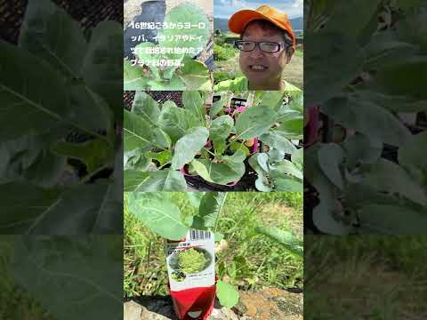 ロマネスコ 植物