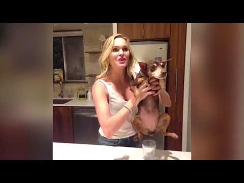 TRY NOT TO LAUGH or GRIN - Ultimate Funny Animals Compilation 2018