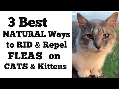 How to Rid and Repel Fleas on Cats and Kittens Naturally