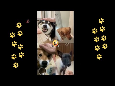 funny 🐶 dogs reactions part 43 No Languages only funny voices |Sabeera smc funny videos 2023