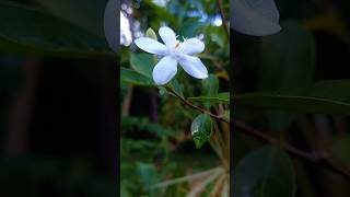 Download lagu Beautiful Nature 🌿 | Pure White Flower Calm (Ep.11) #nature #flowers #gardening mp3 Download lagu Beautiful Nature 🌿 | Pure White Flower Calm (Ep.11) #nature #flowers #gardening mp3