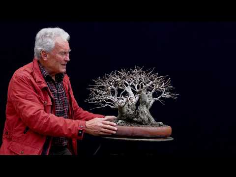 SandevBonsai - 2018. Bonsai sessions with Walter Pall/Part 10
