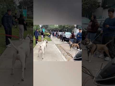 Bull and Argentine Dogo type 🐶meeting #dogs #pitbull #dog #dogo full video in the link