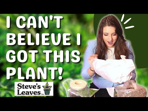 My First Steve's Leaves Unboxing / Houseplant Chores! 📦🌿