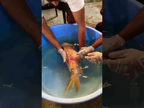 🥹 Saving our Ki Utsuri! #nishikigoi #koifish #koikichi #niigata #japan #india #koipond #india #koi