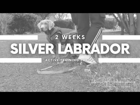 Victoria Dog Obedience Training video.