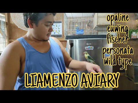 lovebird breeder (liamenzo aviary) personata, euwing, opa, fischer, parblue etc.